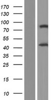 Adiponectin Receptor 1 (ADIPOR1) Human Over-expression Lysate