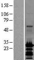 GRIM19 (NDUFA13) Human Over-expression Lysate