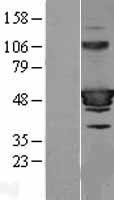 HIC5 (TGFB1I1) Human Over-expression Lysate