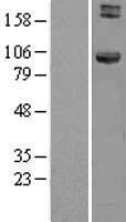 HOOK1 Human Over-expression Lysate