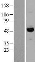 LAP3 Human Over-expression Lysate