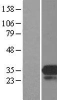 PREI3 (MOB4) Human Over-expression Lysate