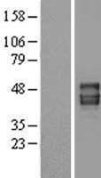 Pannexin 1 (PANX1) Human Over-expression Lysate