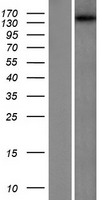 DENND5A Human Over-expression Lysate