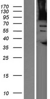 AGAP1 Human Over-expression Lysate