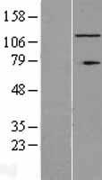 RNF40 Human Over-expression Lysate