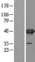 EIF4A3 Human Over-expression Lysate