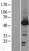 PPM1F Human Over-expression Lysate