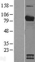 Breast cancer suppressor candidate 1 (VWA5A) Human Over-expression Lysate