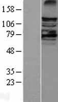 LATS2 Human Over-expression Lysate