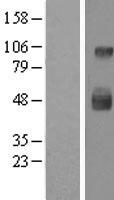 LAMP3 Human Over-expression Lysate