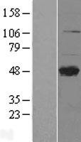 CD299 (CLEC4M) Human Over-expression Lysate
