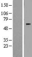 BTBD15 (ZBTB44) Human Over-expression Lysate
