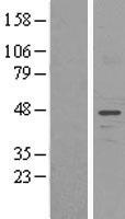 UNC50 Human Over-expression Lysate