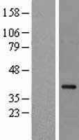 NCF4 Human Over-expression Lysate