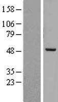 PREB Human Over-expression Lysate