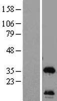 C12orf24 (FAM216A) Human Over-expression Lysate
