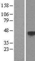 TSP50 (PRSS50) Human Over-expression Lysate