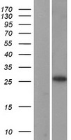 RPL13A Human Over-expression Lysate