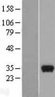 PEF1 Human Over-expression Lysate