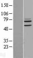 LETM1 Human Over-expression Lysate