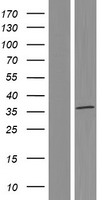 Mortality Factor 4 like 2 (MORF4L2) Human Over-expression Lysate