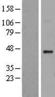 HS2ST1 Human Over-expression Lysate