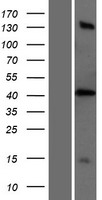CAVIN1 Human Over-expression Lysate