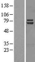 TRIM32 Human Over-expression Lysate