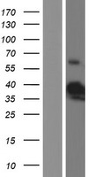 B3GAT3 Human Over-expression Lysate