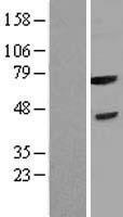 FBXL3 Human Over-expression Lysate