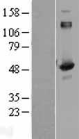 Aspartyl Aminopeptidase (DNPEP) Human Over-expression Lysate