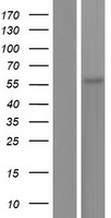ANGPTL2 Human Over-expression Lysate