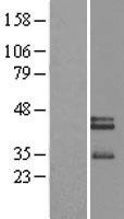 Neurexophilin 3 (NXPH3) Human Over-expression Lysate