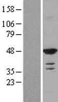 RASSF8 Human Over-expression Lysate