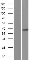DNAJB4 Human Over-expression Lysate