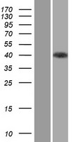 Unrip (STRAP) Human Over-expression Lysate