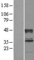 ABHD2 Human Over-expression Lysate