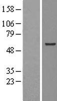 STCH (HSPA13) Human Over-expression Lysate