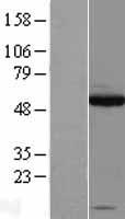 SOX10 Human Over-expression Lysate