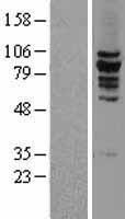MCAK (KIF2C) Human Over-expression Lysate