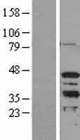 MRG15 (MORF4L1) Human Over-expression Lysate