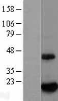 BTG2 Human Over-expression Lysate