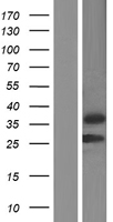 TNNT3 Human Over-expression Lysate