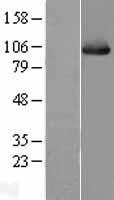 Hsp105 (HSPH1) Human Over-expression Lysate