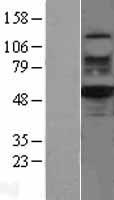 RUVBL2 Human Over-expression Lysate