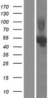 Sialidase 3 (NEU3) Human Over-expression Lysate