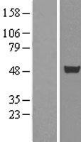 CUG BP1 (CELF1) Human Over-expression Lysate