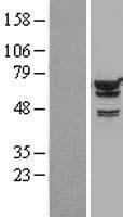 IGF2BP2 Human Over-expression Lysate