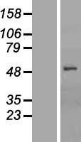 OATP2 (SLCO1B1) Human Over-expression Lysate